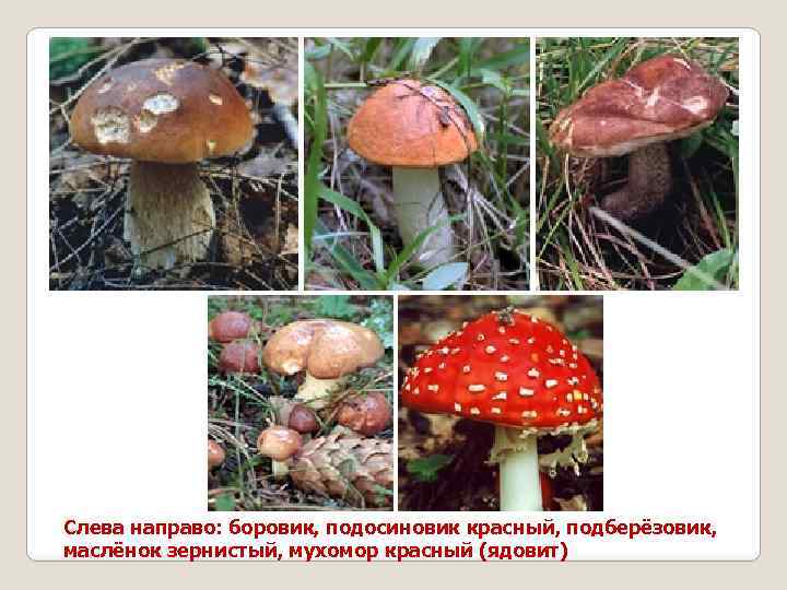 Слева направо: боровик, подосиновик красный, подберёзовик, маслёнок зернистый, мухомор красный (ядовит) 
