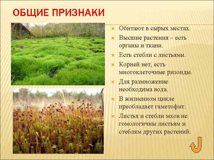 ОБЩИЕ ПРИЗНАКИ Обитают в сырых местах. Высшие растения – есть органы и ткани. Есть