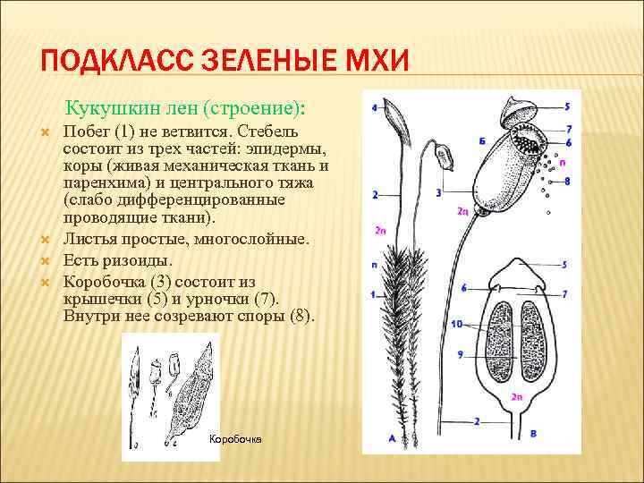 ПОДКЛАСС ЗЕЛЕНЫЕ МХИ Кукушкин лен (строение): Побег (1) не ветвится. Стебель состоит из трех