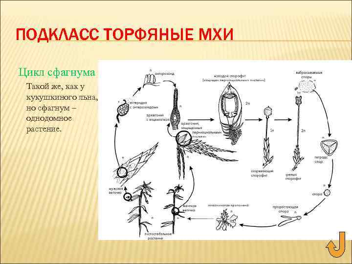 ПОДКЛАСС ТОРФЯНЫЕ МХИ Цикл сфагнума Такой же, как у кукушкиного льна, но сфагнум –