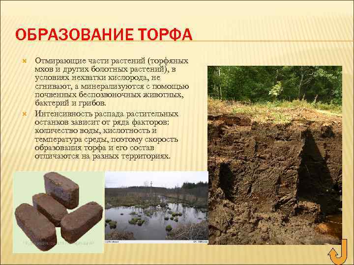 ОБРАЗОВАНИЕ ТОРФА Отмирающие части растений (торфяных мхов и других болотных растений), в условиях нехватки