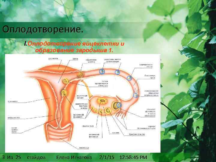 Оплодотворение. I. Оплодотворение яйцеклетки и образование зародыша 1. 2/1/15 3 Из 25 стайдов Елена