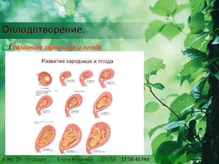 Развитие зародыша после оплодотворения. Развитие зародыша растения. Оплодотворение и развитие плода. Оплодотворение и формирование зародыша. Развитие зародыша растения фото.