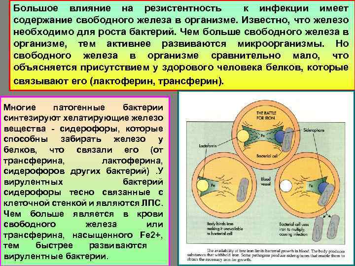 Большое влияние на резистентность к инфекции имеет содержание свободного железа в организме. Известно, что