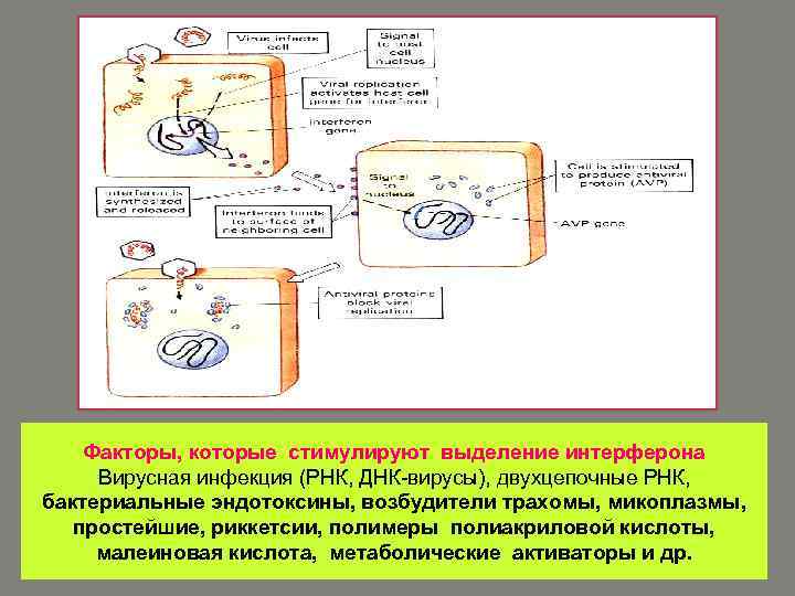 Факторы, которые стимулируют выделение интерферона Вирусная инфекция (РНК, ДНК-вирусы), двухцепочные РНК, бактериальные эндотоксины, возбудители