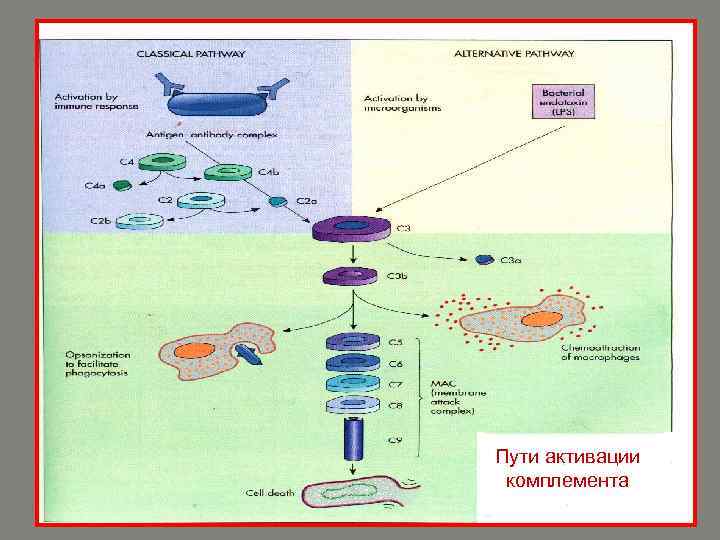 Активация Пути активации системы комплемента 