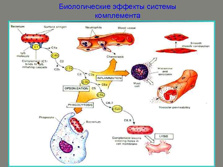 Биологические эффекты системы комплемента 