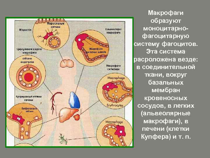 Макрофаги образуют моноцитарнофагоцитарную систему фагоцитов. Эта система расроложена везде: в соединительной ткани, вокруг базальных