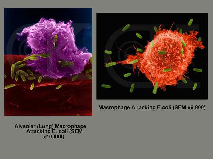 Macrophage Attacking E. coli (SEM x 8, 800) Alveolar (Lung) Macrophage Attacking E. coli
