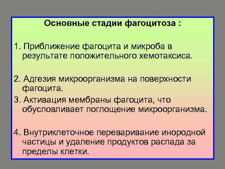 Основные стадии фагоцитоза : 1. Приближение фагоцита и микроба в результате положительного хемотаксиса. 2.
