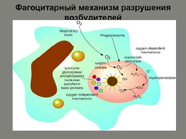 Фагоцитарный механизм разрушения возбудителей 