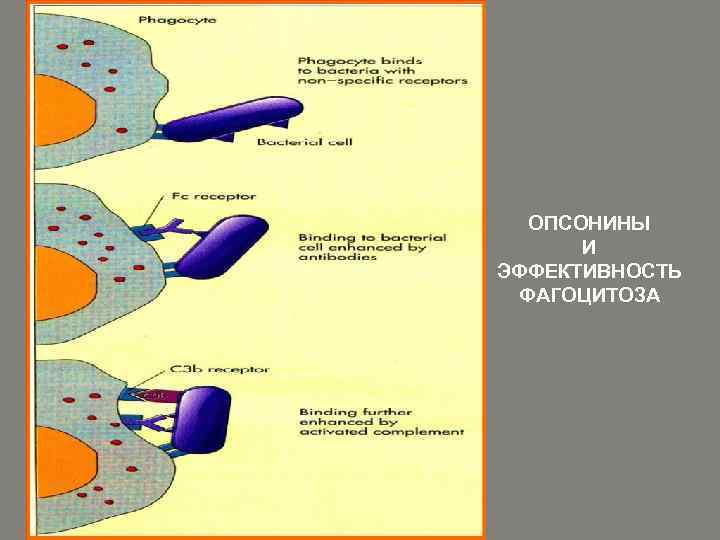ОПСОНИНЫ И ЭФФЕКТИВНОСТЬ ФАГОЦИТОЗА 