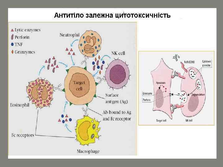 Антителозависимая клеточная цитотоксичность схема