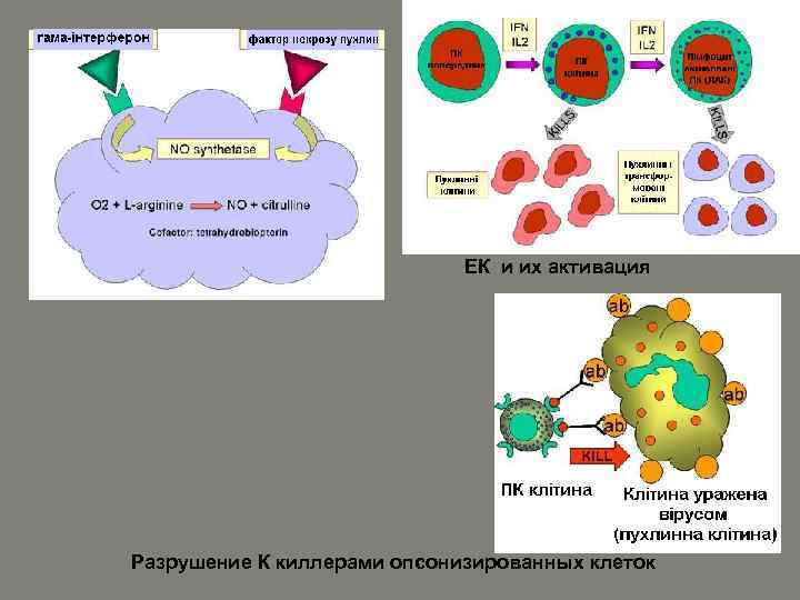 ЕК и их активация Разрушение К киллерами опсонизированных клеток 
