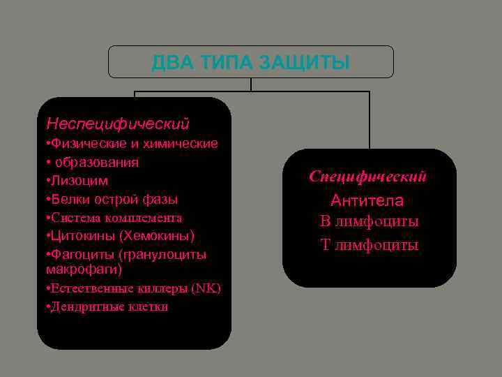 ДВА TИПА ЗАЩИТЫ Неспецифический • Физические и химические • образования • Лизоцим • Белки