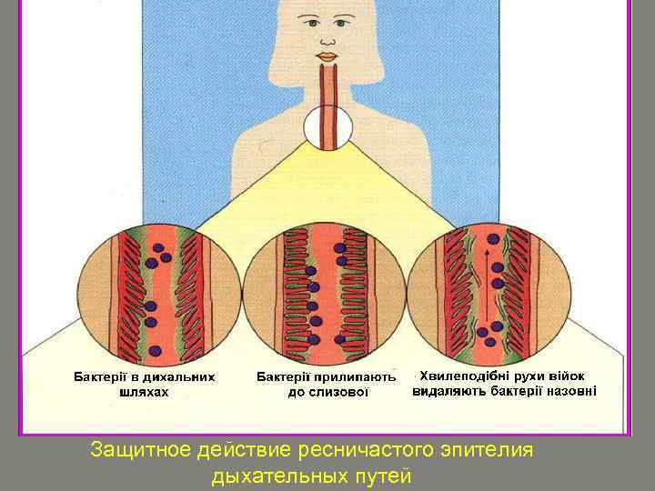 Защитное действие ресничастого эпителия дыхательных путей 