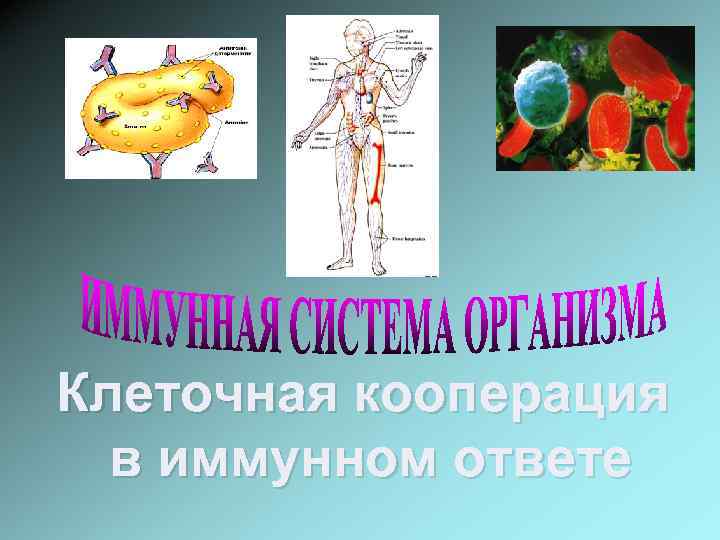 Клеточная кооперация в иммунном ответе 