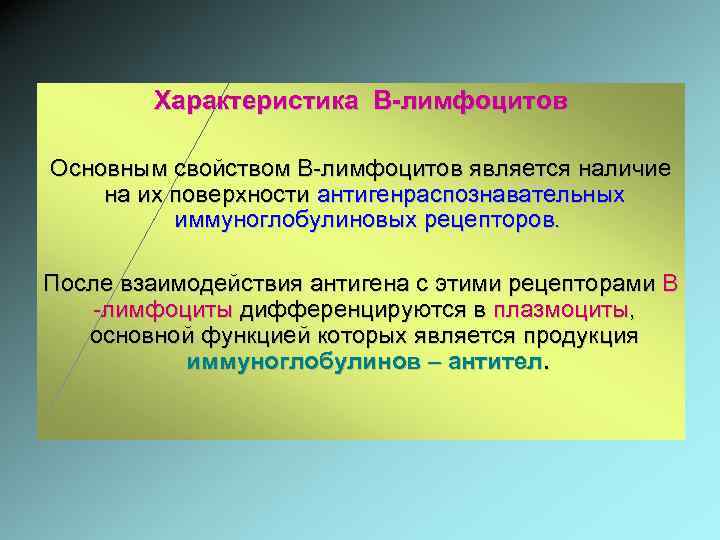 Характеристика В-лимфоцитов Основным свойством В-лимфоцитов является наличие на их поверхности антигенраспознавательных иммуноглобулиновых рецепторов. После