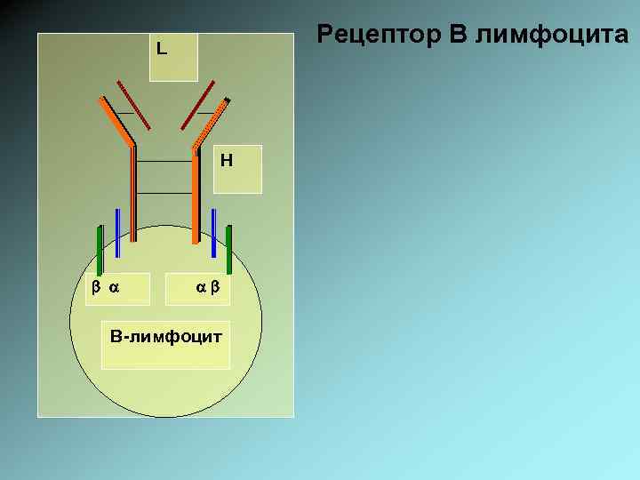 Рецептор В лимфоцита L H В-лимфоцит 