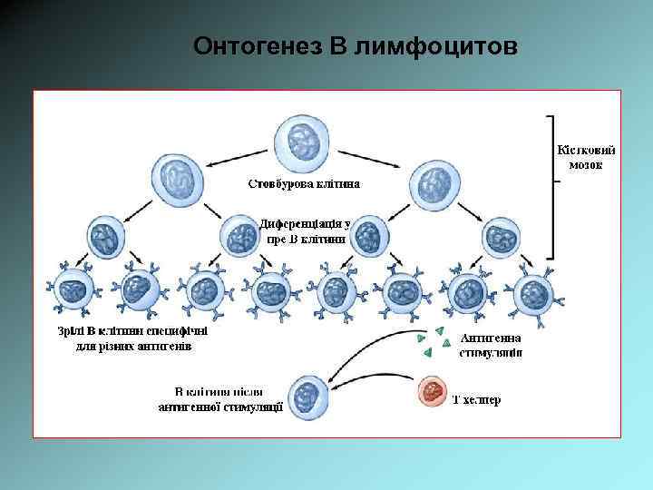 Онтогенез В лимфоцитов 