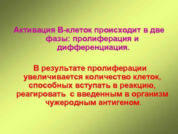 Активация В-клеток происходит в две фазы: пролиферация и дифференциация. В результате пролиферации увеличивается количество