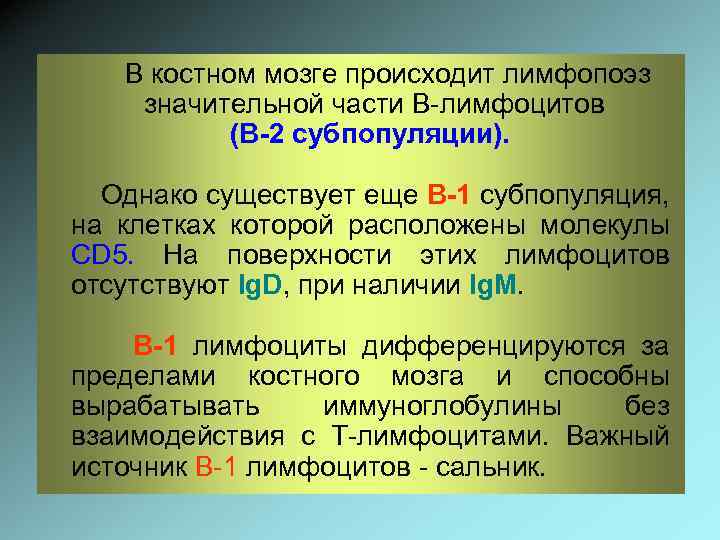 В костном мозге происходит лимфопоэз значительной части В-лимфоцитов (В-2 субпопуляции). Однако существует еще В-1