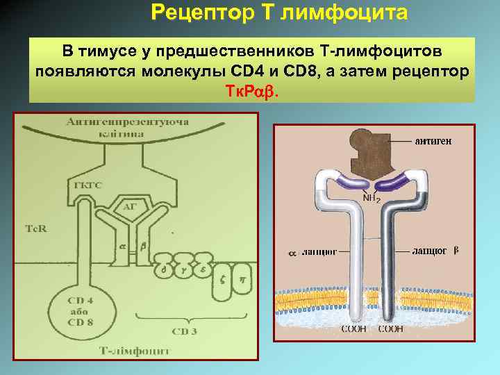 Рецептор Т лимфоцита В тимусе у предшественников Т-лимфоцитов появляются молекулы CD 4 и CD