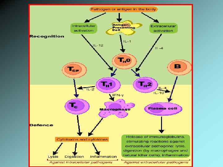 Иммунный ответ белки. 3 Клеточная схема кооперации.
