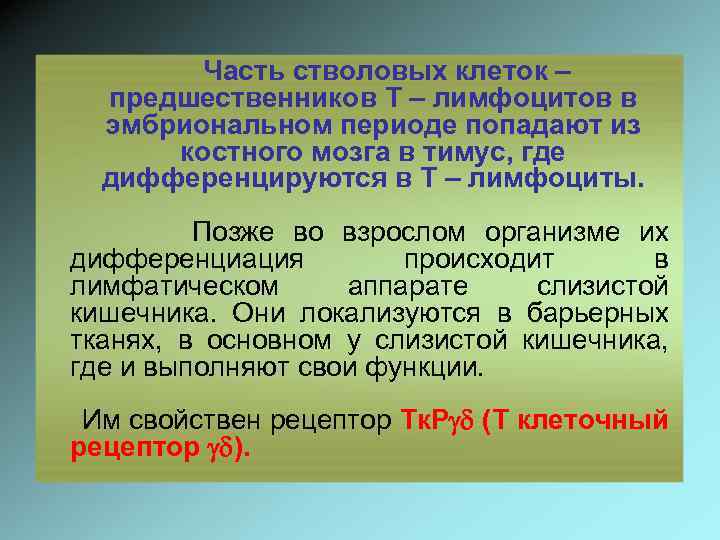 Часть стволовых клеток – предшественников Т – лимфоцитов в эмбриональном периоде попадают из костного