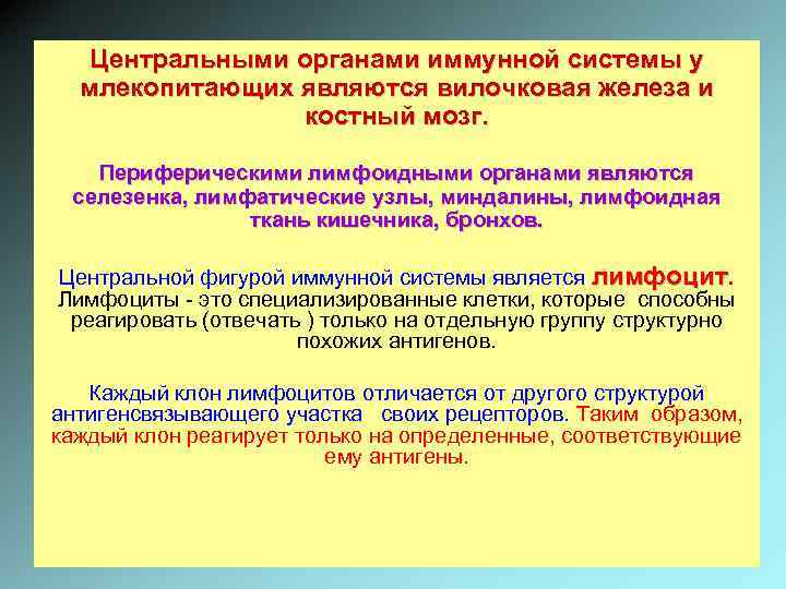 Центральными органами иммунной системы у млекопитающих являются вилочковая железа и костный мозг. Периферическими лимфоидными