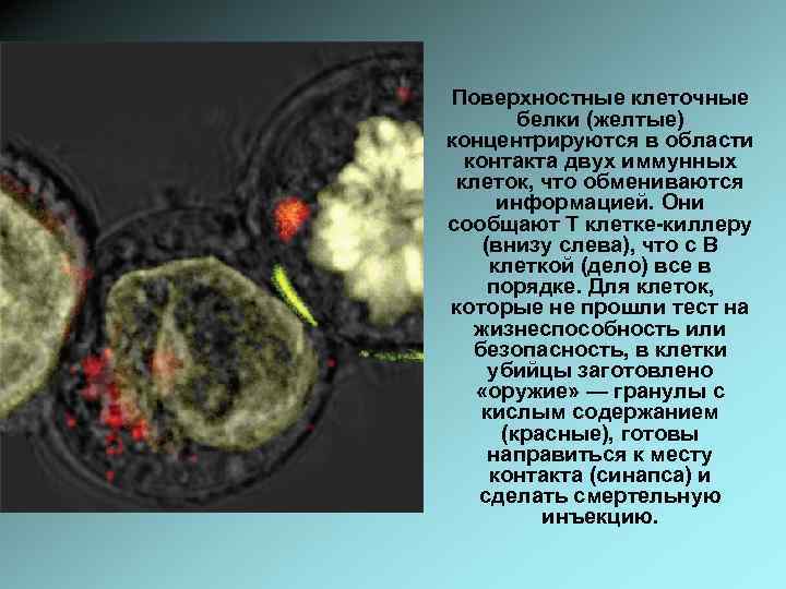 Поверхностные клеточные белки (желтые) концентрируются в области контакта двух иммунных клеток, что обмениваются информацией.