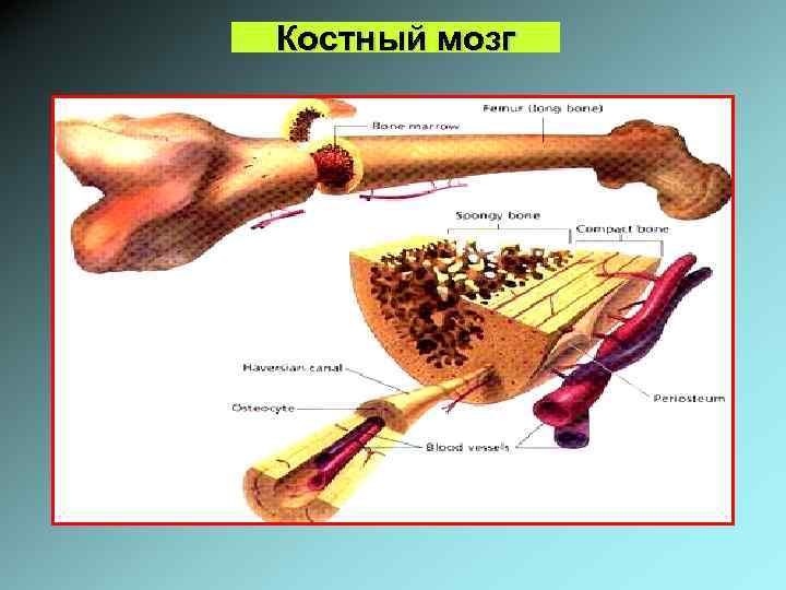 Костный мозг 