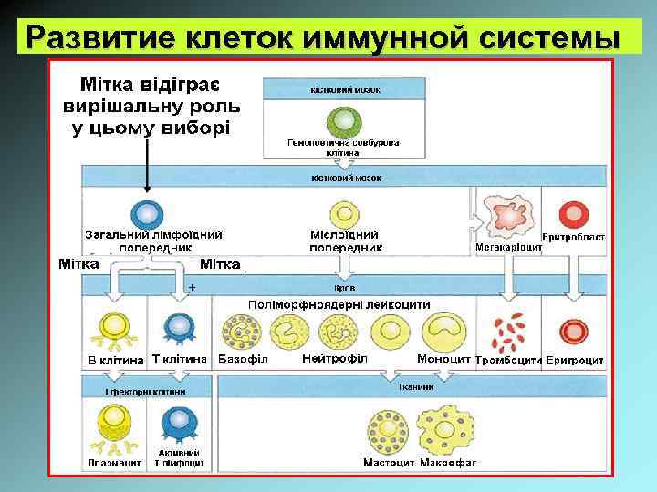 Развитие клеток иммунной системы 