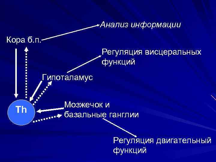 Анализ информации Кора б. п. Регуляция висцеральных функций Гипоталамус Th Мозжечок и базальные ганглии