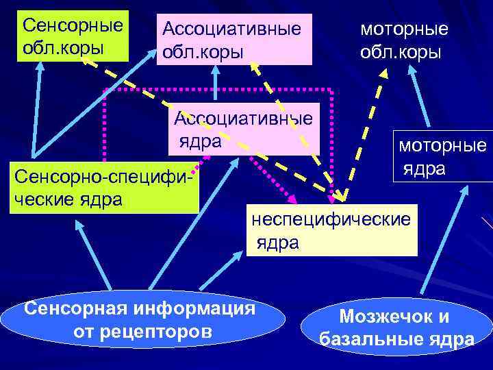 Сенсорные обл. коры Ассоциативные ядра Сенсорно-специфические ядра моторные обл. коры моторные ядра неспецифические ядра
