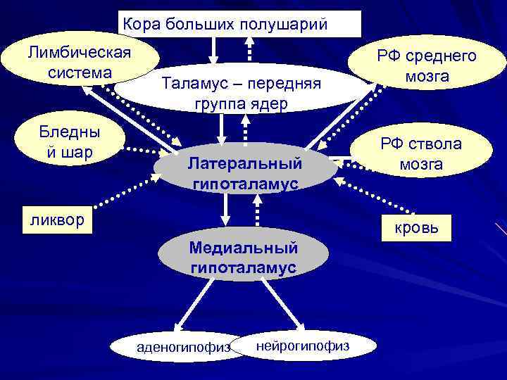 Кора больших полушарий Лимбическая система Бледны й шар Таламус – передняя группа ядер Латеральный