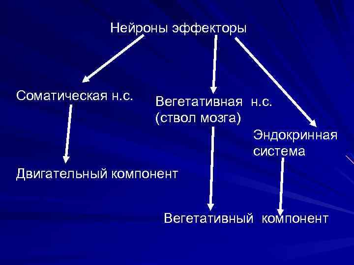 Нейроны эффекторы Соматическая н. с. Вегетативная н. с. (ствол мозга) Эндокринная система Двигательный компонент