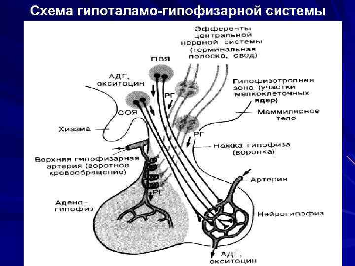 Схема гипоталамо-гипофизарной системы 