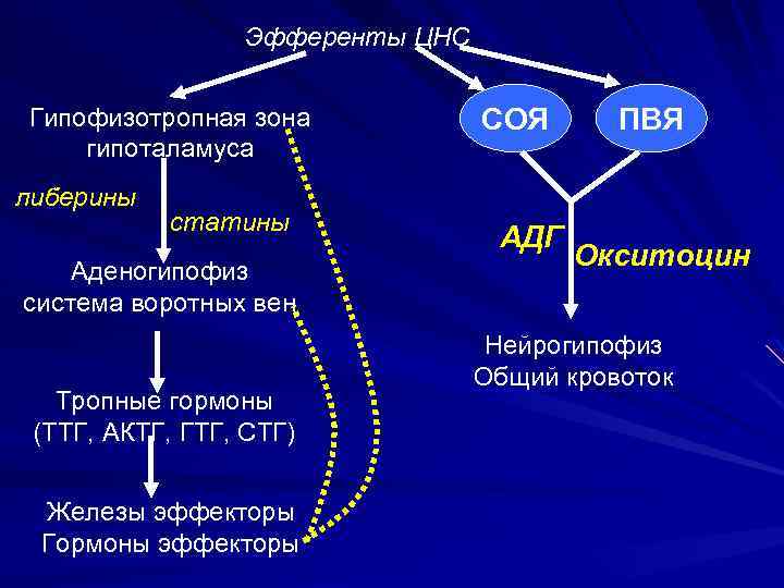 Эфференты ЦНС Гипофизотропная зона гипоталамуса либерины статины Аденогипофиз система воротных вен Тропные гормоны (ТТГ,