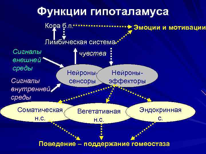 Функции гипоталамуса Кора б. п. Эмоции и мотивации Лимбическая система Сигналы внешней среды Сигналы