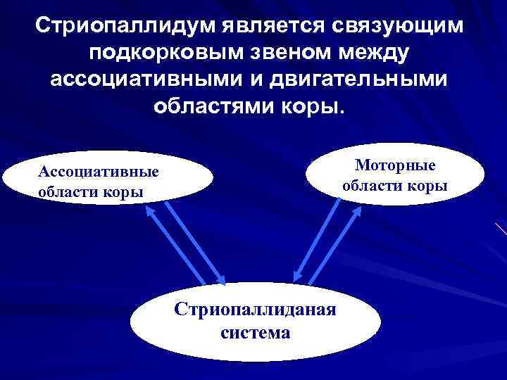 Стриопаллидум является связующим подкорковым звеном между ассоциативными и двигательными областями коры. Моторные области коры