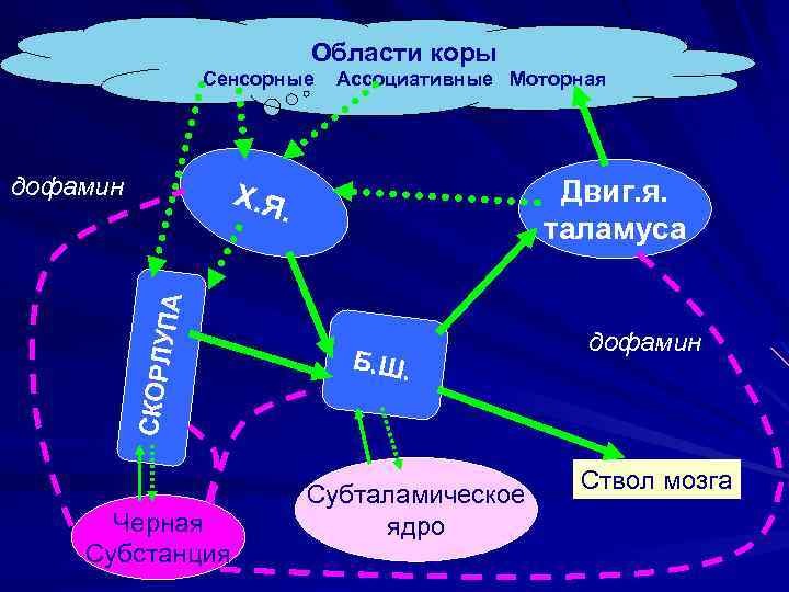 Области коры Сенсорные дофамин Ассоциативные Моторная Двиг. я. таламуса Х. Я СКОРЛ УПА .