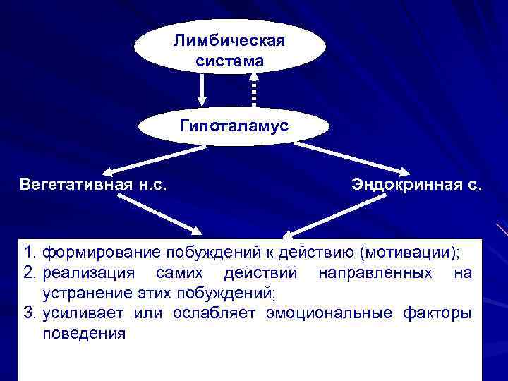 Лимбическая система Гипоталамус Вегетативная н. с. Эндокринная с. 1. формирование побуждений к действию (мотивации);