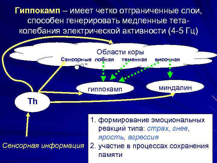 Гиппокамп – имеет четко отграниченные слои, способен генерировать медленные тетаколебания электрической активности (4 -5