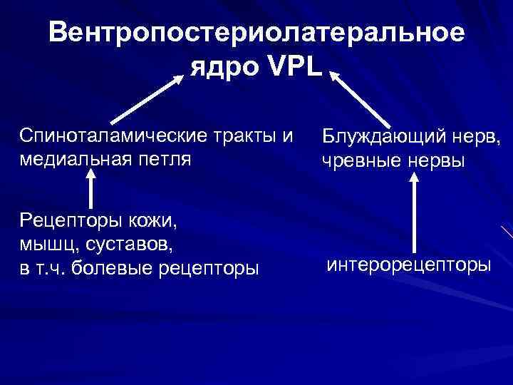 Вентропостериолатеральное ядро VPL Спиноталамические тракты и медиальная петля Блуждающий нерв, чревные нервы Рецепторы кожи,