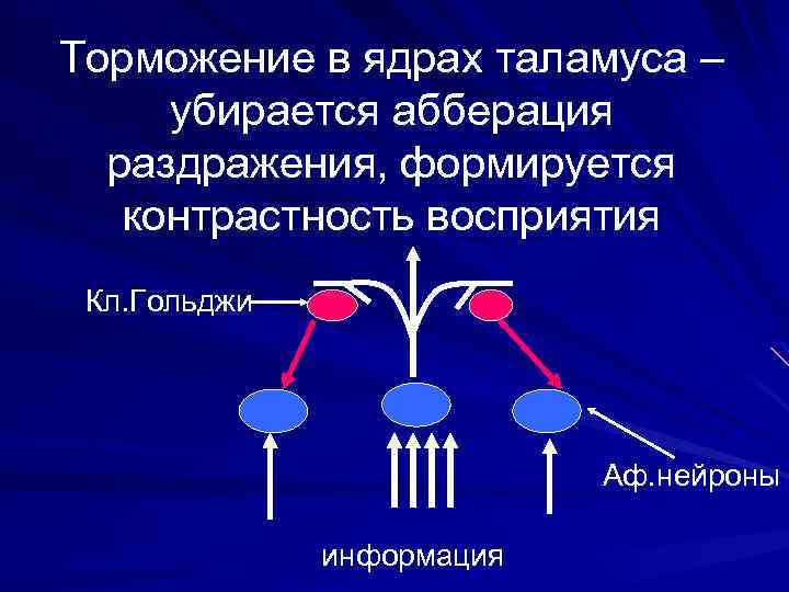 Торможение в ядрах таламуса – убирается абберация раздражения, формируется контрастность восприятия Кл. Гольджи Аф.