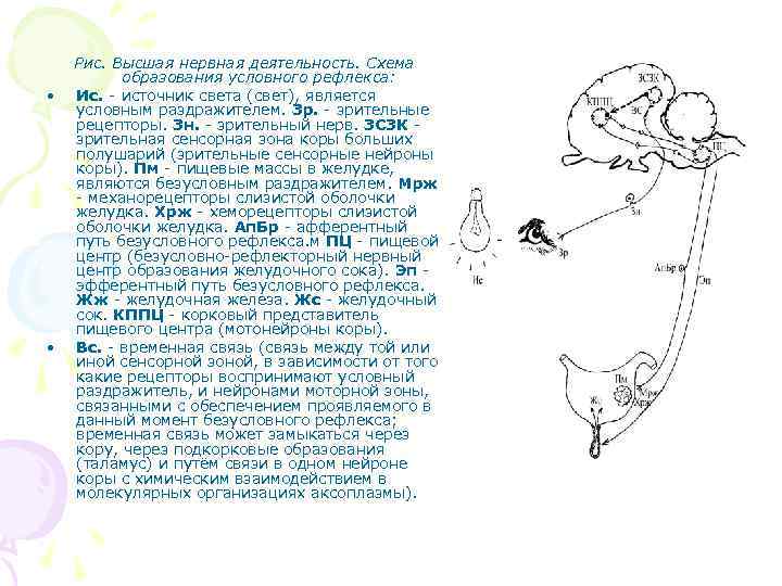  • • Рис. Высшая нервная деятельность. Схема образования условного рефлекса: Ис. источник света
