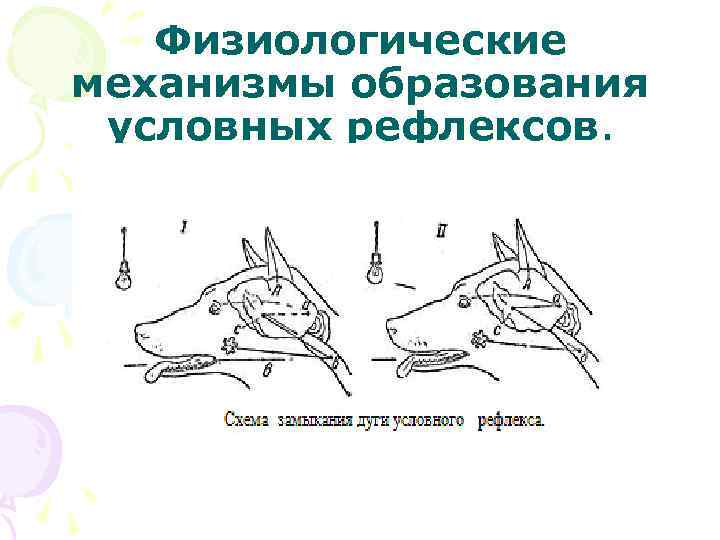 Механизм образования условных рефлексов картинка