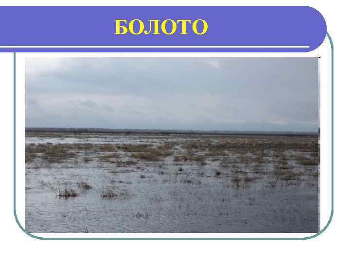 БОЛОТО 