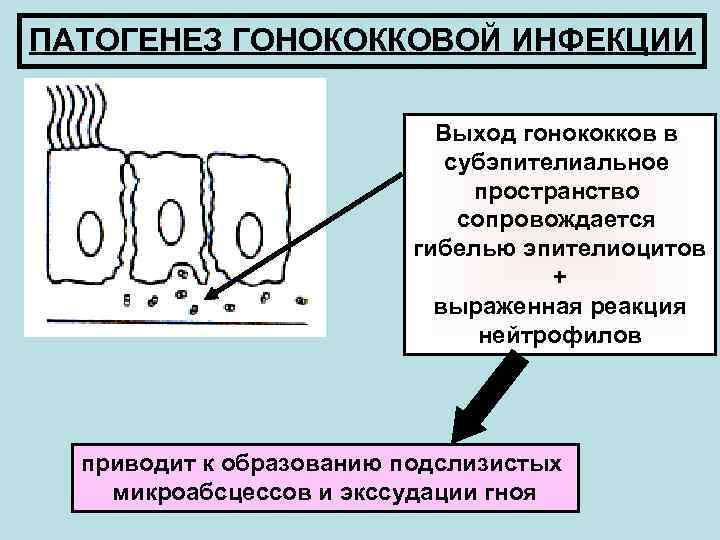 ПАТОГЕНЕЗ ГОНОКОККОВОЙ ИНФЕКЦИИ Выход гонококков в субэпителиальное пространство сопровождается гибелью эпителиоцитов + выраженная реакция